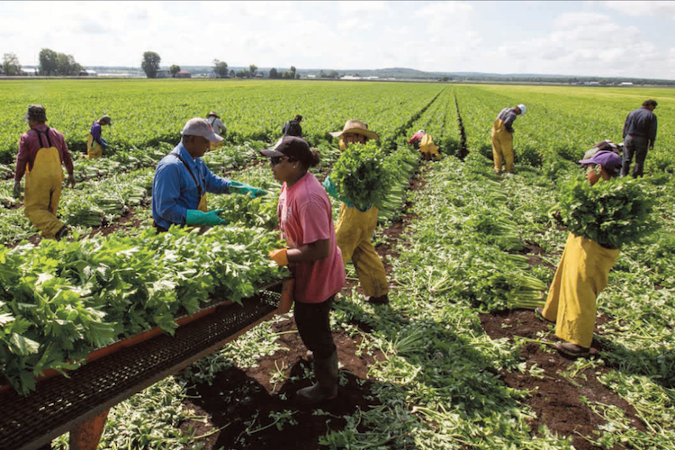 The Agricultural Stream of the Temporary Foreign Worker Program (TFWP): Opportunities for Foreign Agricultural Workers in Canada